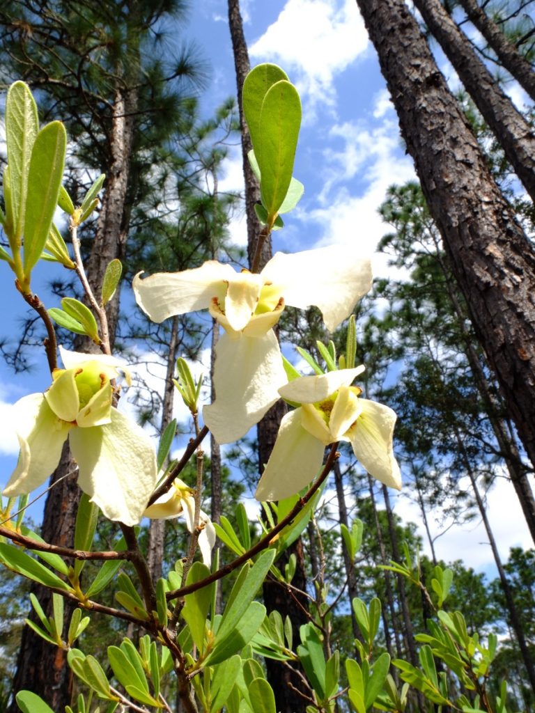 Netted pawpaw, Asimina reticulata. Custard-apple family, Annonaceae. Growing in a longleaf pine savanna.