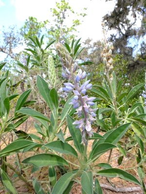 Lupinus cumulicola. Fabaceae.