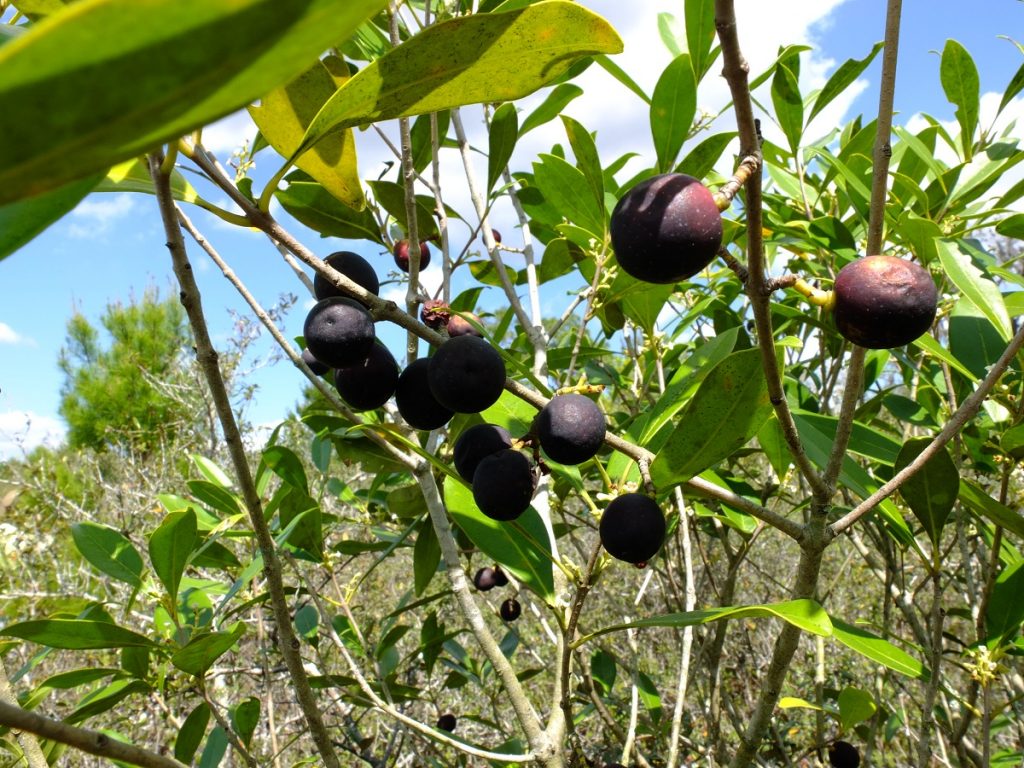 Cartrema floridana, a wild olive in the Oleaceae endemic to the southeastern coastal United States and common among the Florida scrub.