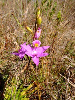 Bearded grass-pink orchid, Calopogon barbatus. Orchidaceae.