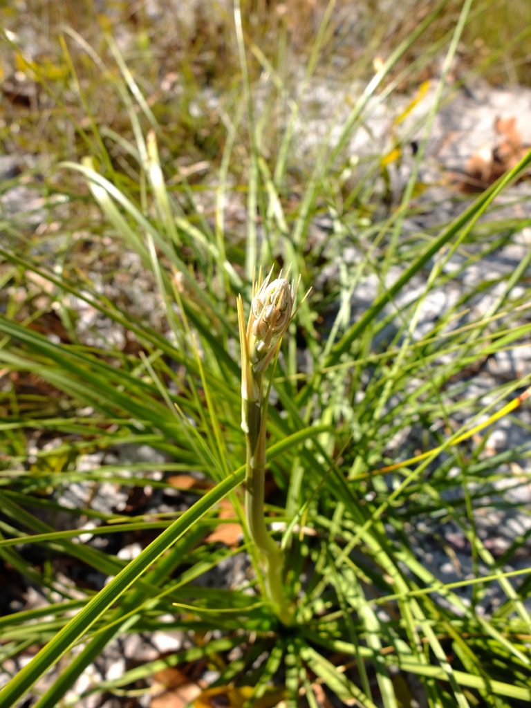 Britton's beargrass, Nolina brittoniana. Asparagaceae, Nolinoideae tribe. A species from a typically southwestern desert genus, this narrow Florida endemic is very rare and vulnerable to extinction.