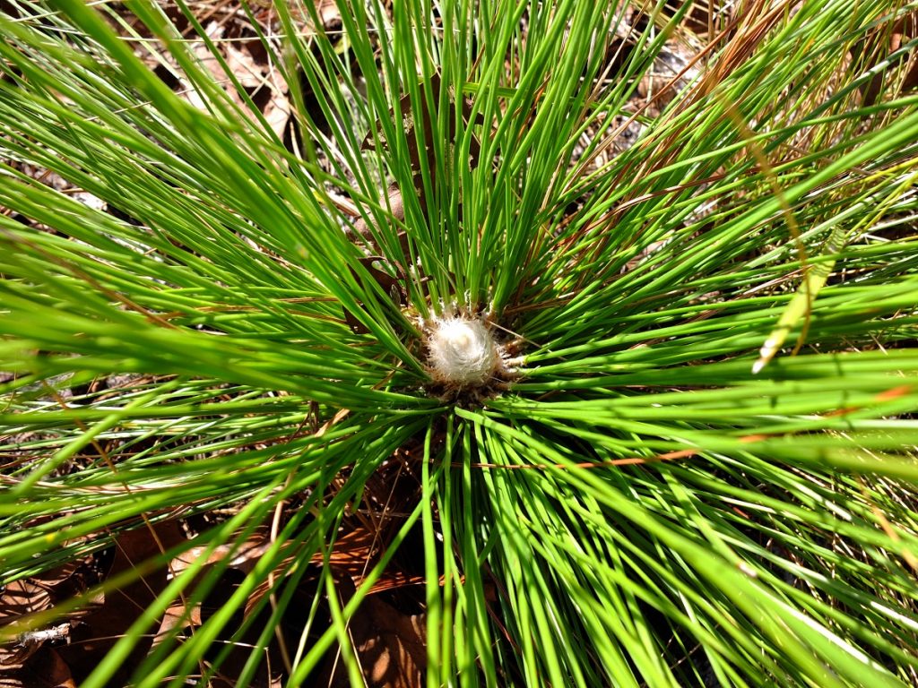 Young longleaf pine growing tip or "candle"