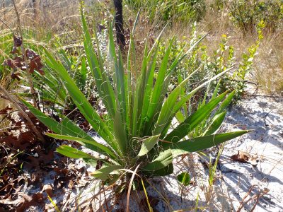 Spanish bayonet, Yucca filamentosa. Asparagaceae.