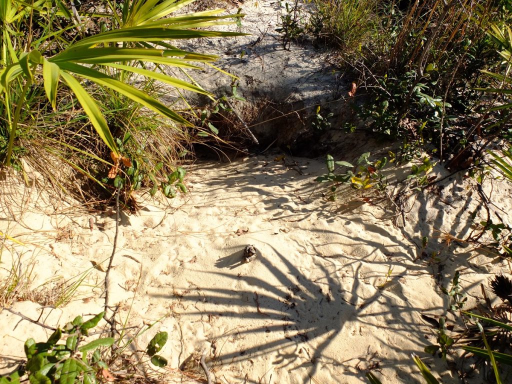 Gopher tortoise den