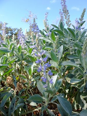 Sky-blue lupine, Lupinus cumulicola. Bean family, Fabaceae. Recently described to science and not yet ranked.