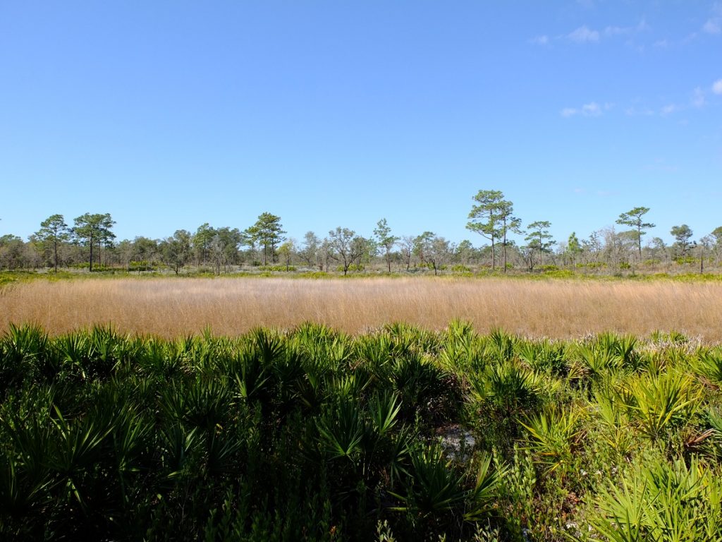 Seasonal depression marsh dominated by tall grasses.