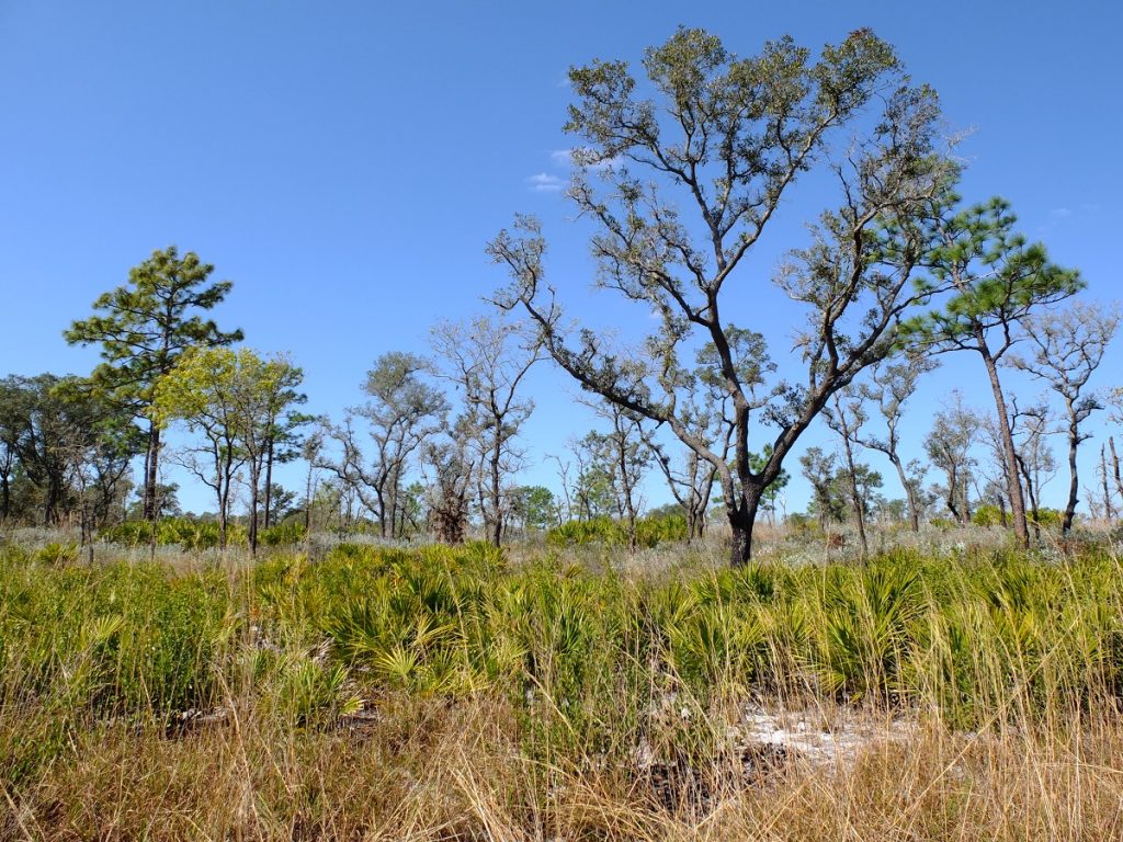 Quercus geminata, an evergreen "sand live oak", and Pinus palustris, among other trees in a sandhill savanna landscape.