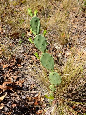 Florida prickly pear cactus, Opuntia austrina. Cactaceae.