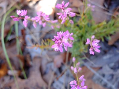 Lewton's milkwort, Polygala lewtonii. Polygalaceae. A rare plant narrowly endemic to Florida's central ridge, listed as "at risk."
