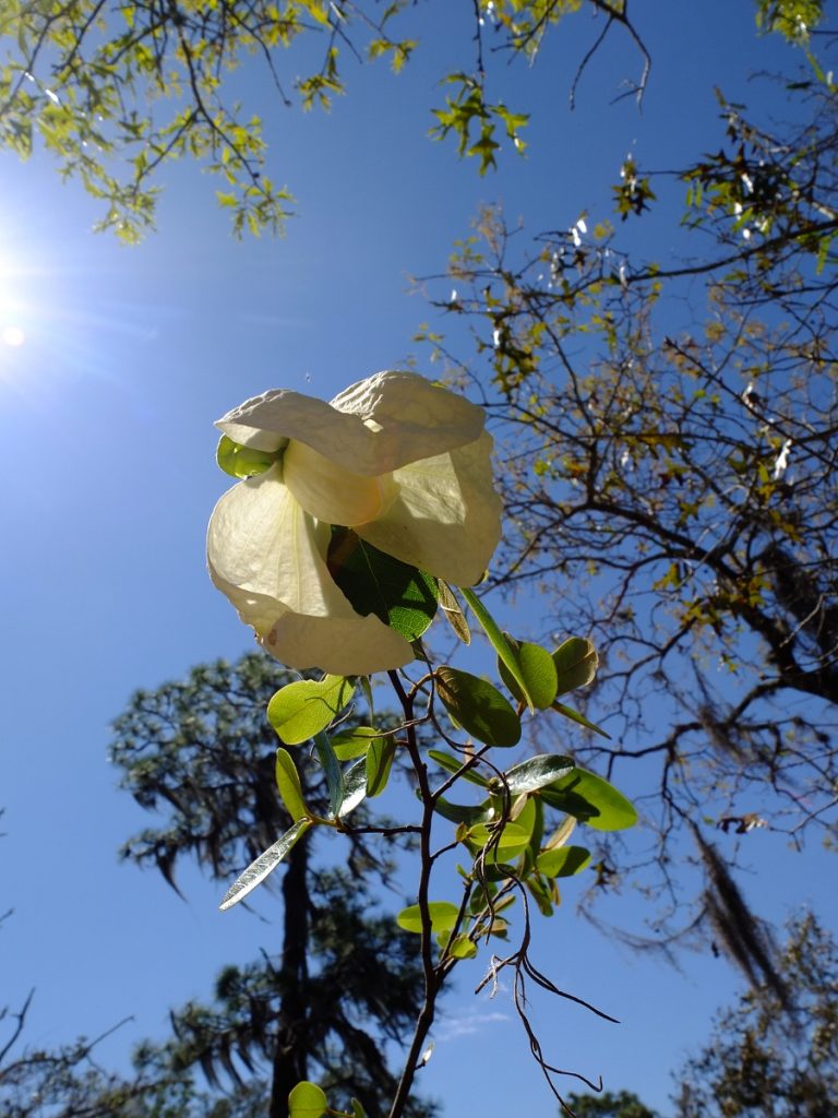 Bigflower pawpaw, Asimina obovata. Custard-apple family, Annonaceae. Generally fruits in May or June.