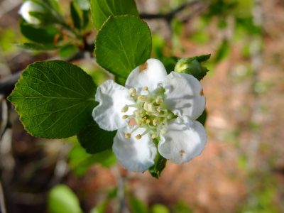 Dwarf hawthorn, Crataegus lepida. Rosaceae.