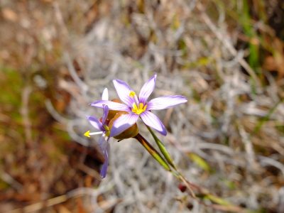 Jeweled blue-eye grass, Sisyrinchium xerophyllum. Iris family, Iridaceae.