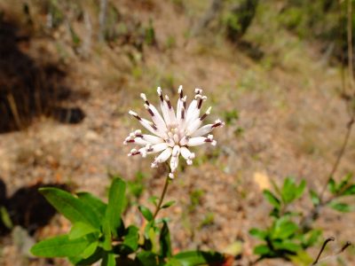 Feayi's Palafox, Palafoxia feayi. Asteraceae. In the tropics, aster's can grow into woody shrubs!