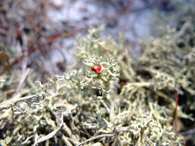 Cladonia leporina