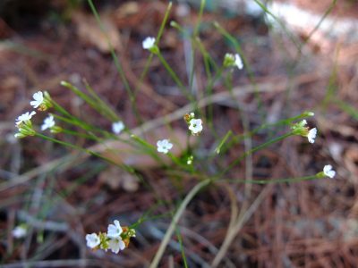 Pineland scalypink, Stipulicida setacea. Pink family, Caryophyllaceae.