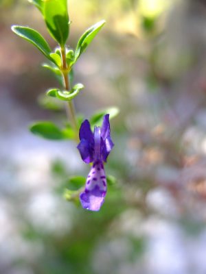 Florida scrub bluecurls, Trichostema suffrutescens. Lamiaceae. A narrow Florida endemic listed as critically imperiled.