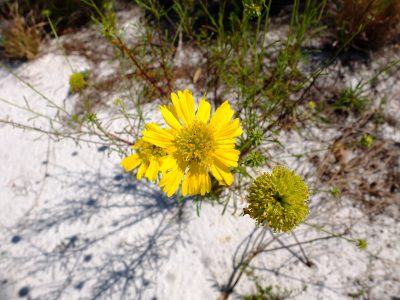 Coastal plain honeycombhead, Balduina angustifolia. Asteraceae.