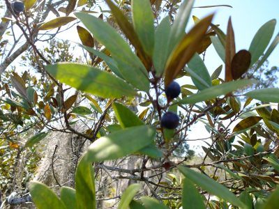 Silk bay, Persea humilis. In the laurel family, Lauraceae.