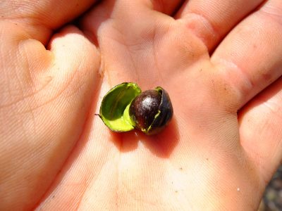 The fruit of Persea humilis. Like a miniature avocado!