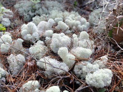 Cladina evansii