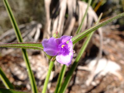 Tradescantia roseolens