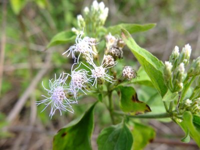 Floss flower, Chromolaema odorata. Asteraceae.