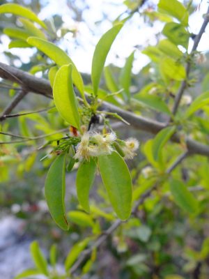 Flowers of Ximenia americana, in the family Olacaceae.