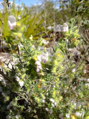 Short-leaved false rosemary, Conradina brevifolia, one of central Florida's many narrow endemics, and federally listed as "at risk." In the mint family, Lamiaceae.