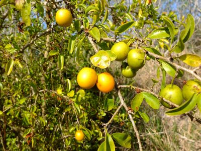 Ximenia americana, commonly known as hog plum, tallow wood, or sea lemon.