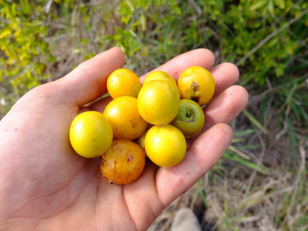 Ximenia americana fruits