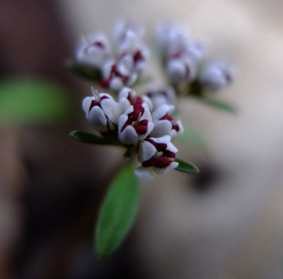 Flowers before fully opening