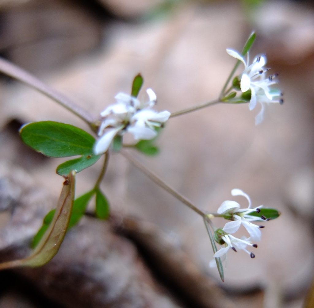 "Pepper-and-salt" is a common name for Erigenia bulbosa, referring to the black anthers against the white flower petals.