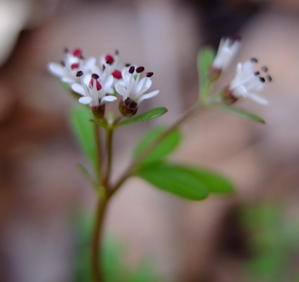 Harbinger-of-spring's anthers fade from red to black