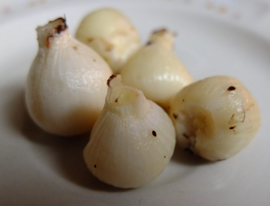 Camassia scilloides bulbs before slow-cooking