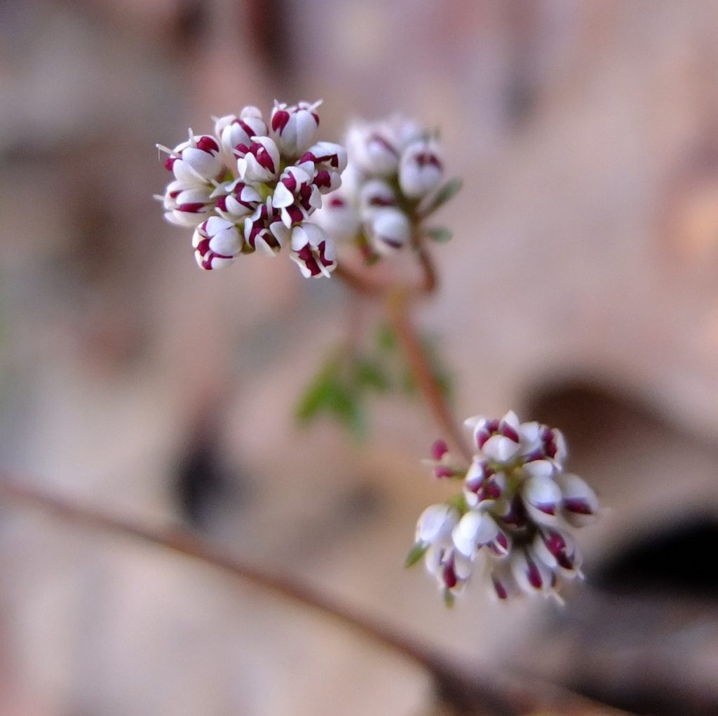 Flowers before fully opening