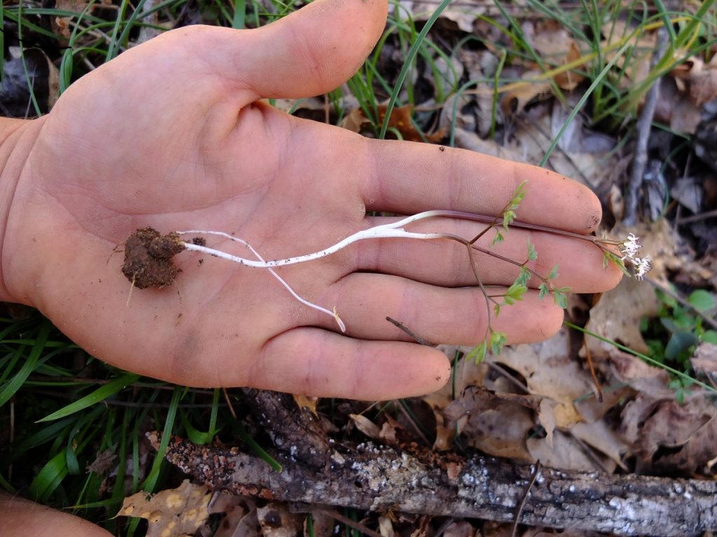 The structure, roots, and tuber of Erigenia bulbosa. This is the typical size of harbinger-of-spring.