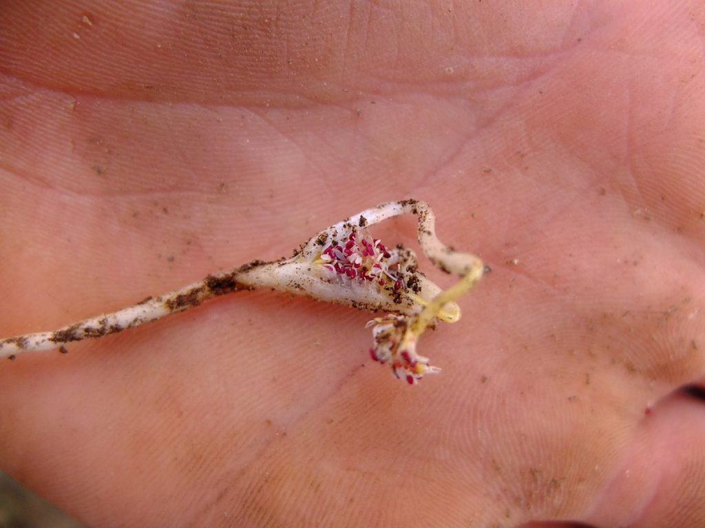 Flowers sheltered inside the folds in the stem