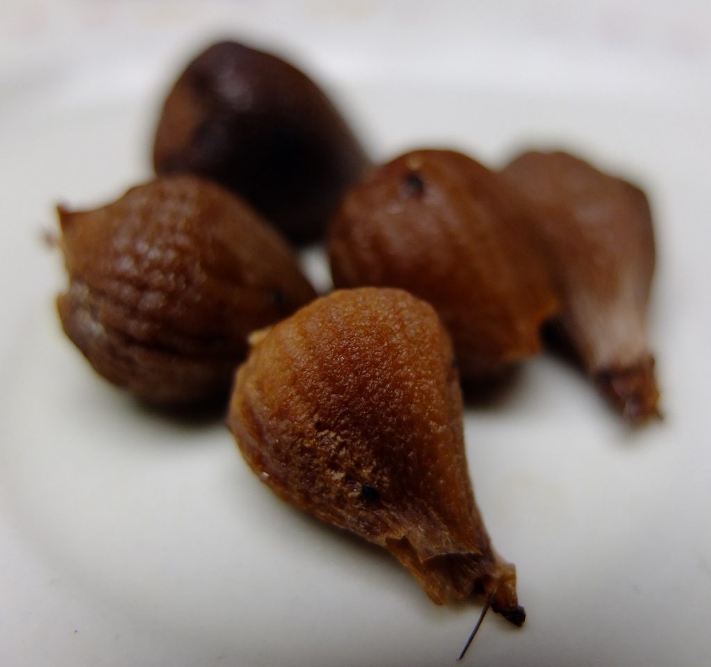 Camassia scilloides bulbs after slow-cooking