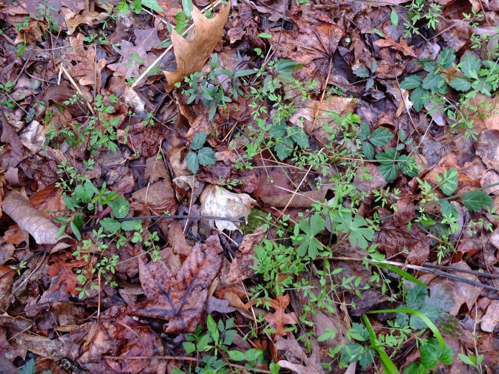 Erigenia bulbosa stretching out to disperse its seeds