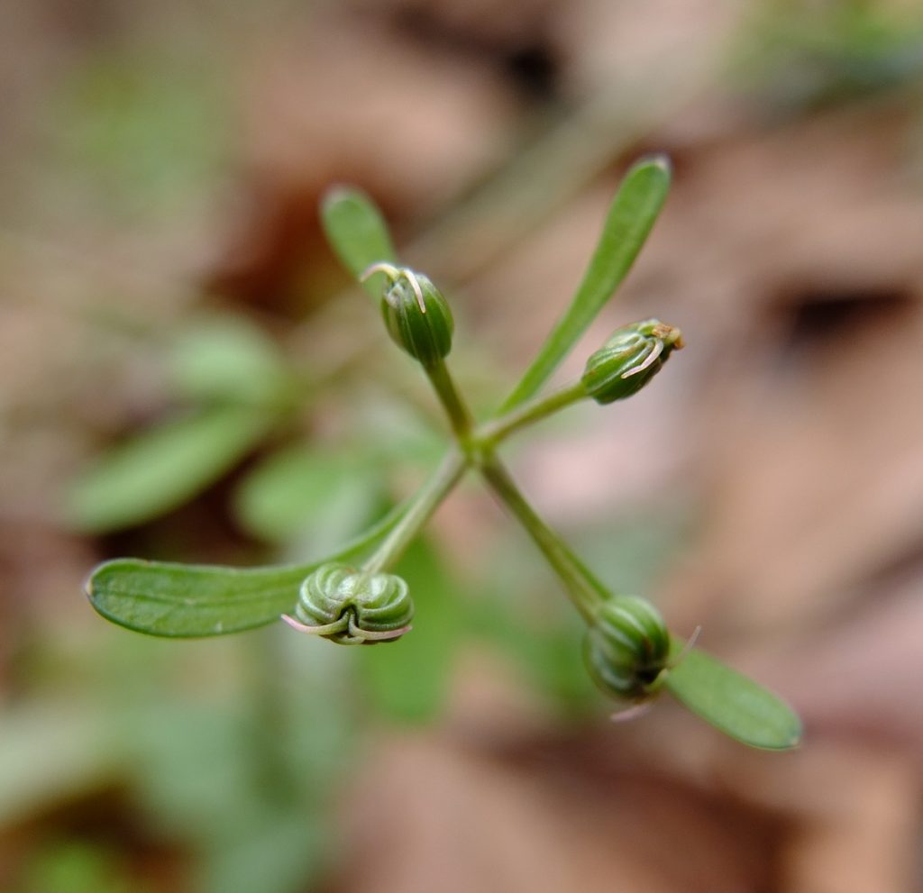 Four developing fruits and four sepals on Erigenia bulbosa. Each fruit is a schizocarp made up of two seeds.