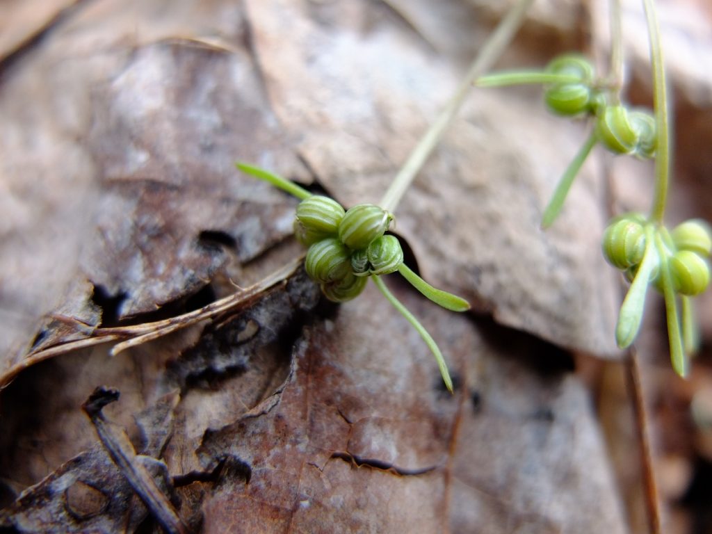 Swollen seeds on the end of an umbellet.