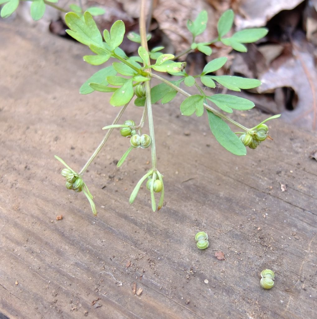 The browning tips of the sepals and slight yellowing of the fruits indicates the seeds are ripe, and they will soon fall off. This picture was taken March 21st, 2017 in northwest Georgia.