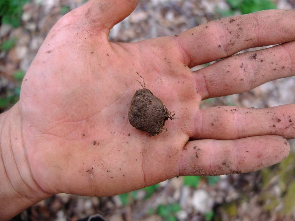 A large tuber of Erigenia bulbosa.