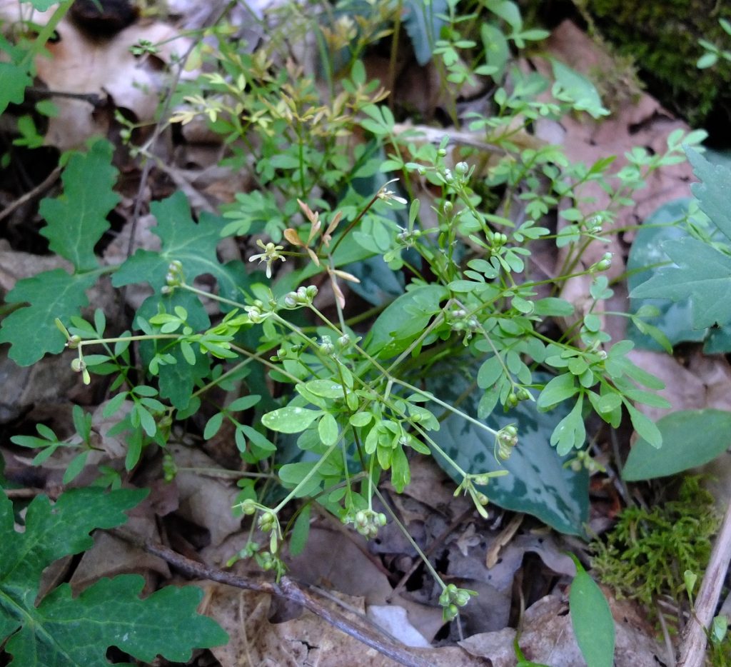 The foliage begins turning yellow and brown. The seeds begin to turn palely yellow, and fall easily off the plant when touched.