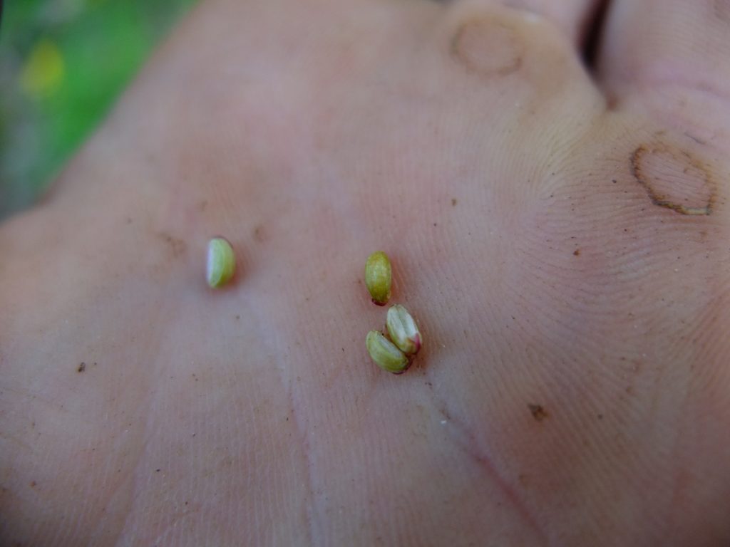 The mericarps or seeds of Erigenia bulbosa after collection