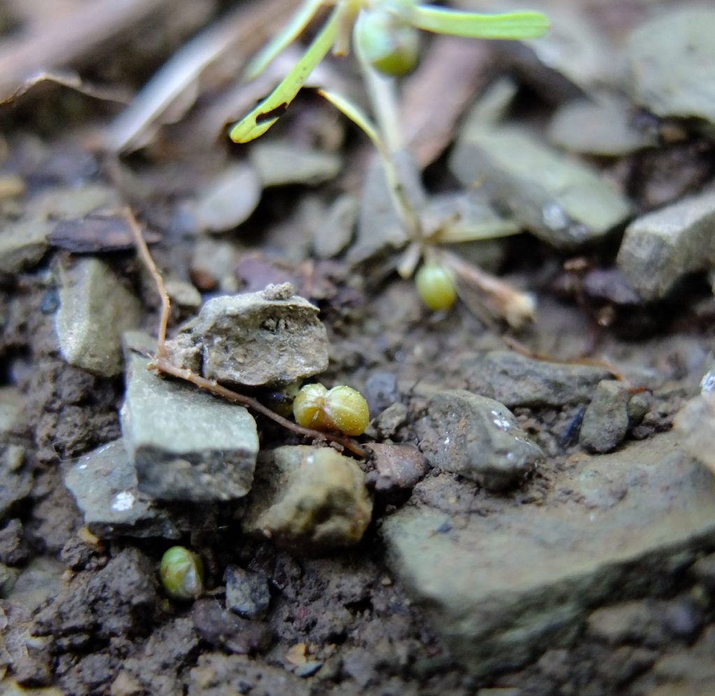 Ripened seed fallen on the ground