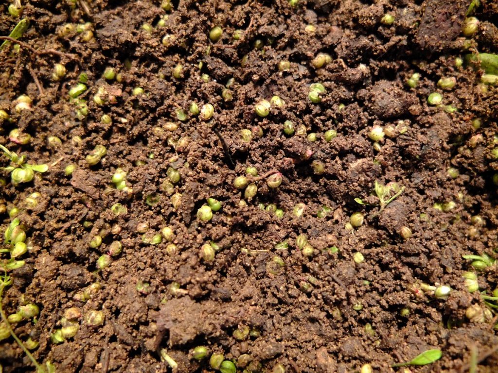 Harvested seed of Erigenia bulbosa stored in damp, loose soil.