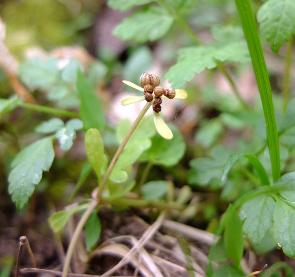 Seeds of Erigenia bulbosa. Mid-April, Tennessee.