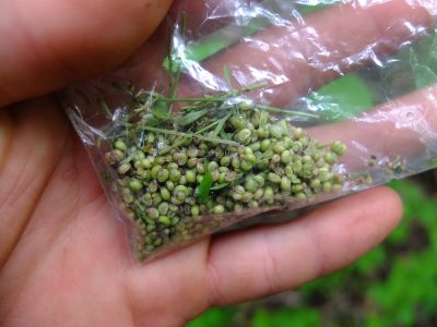 Erigenia bulbosa seed