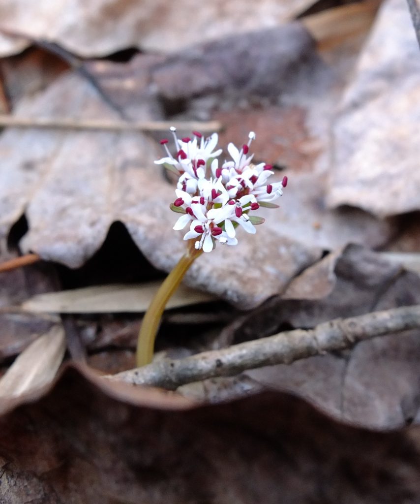 The tiny flowers of harbinger-of-spring (Erigenia bulbosa) emerge in late winter above the leaves.